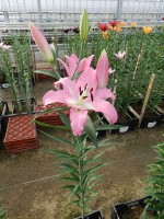 [4181 Macerata VH No01.JPG]